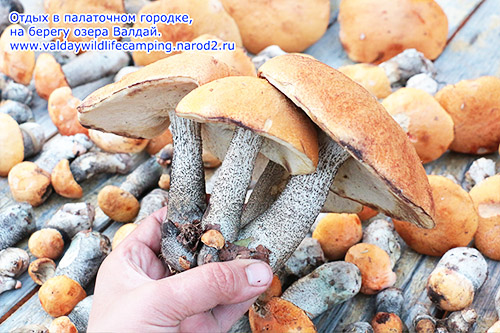 грибы валдай, тихая охота валдай, где много грибов, куда съездить за грибами, грибные места