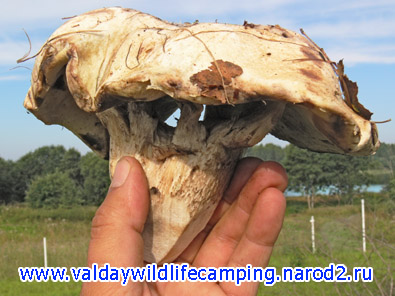 гриб необычной формы, странный гриб, редкие грибы россии, самый редкий гриб, гриб странной формы, форма грибов, подберезовик