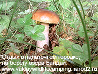 беляк, белый гриб, грибы фото, съедобные грибы, белый гриб фото